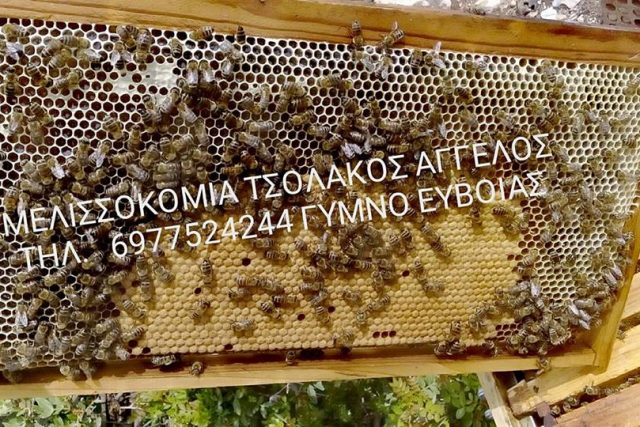 Μελισσοκομία Τσολάκος Άγγελος