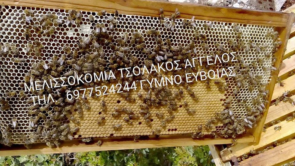 https://olameli.gr/wp-content/uploads/2019/02/Τσολάκος-Άγγελος.jpg