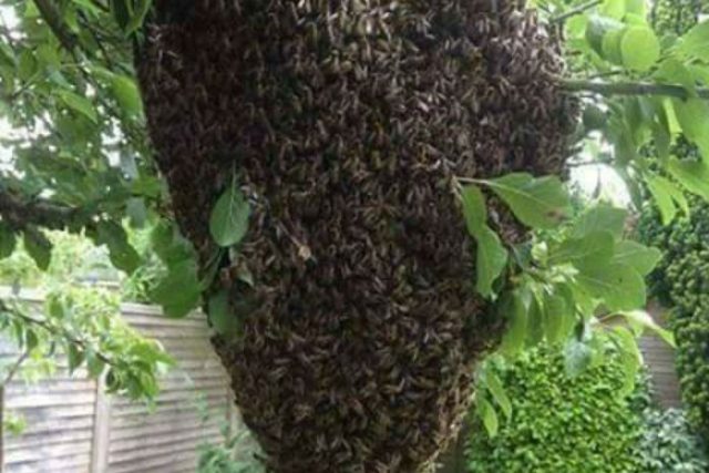 Κόντης Φάνης