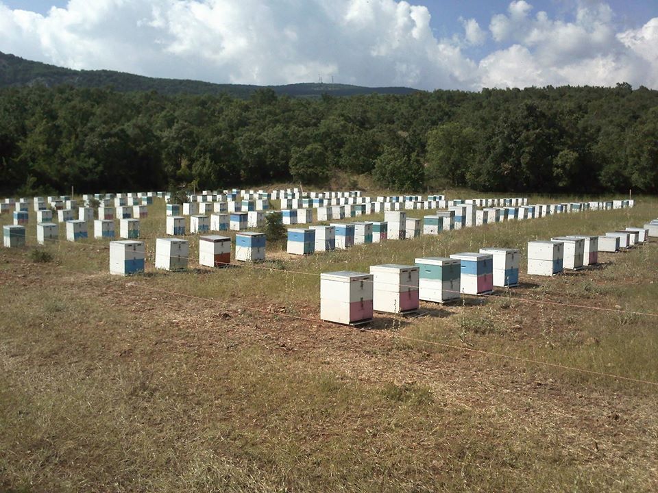 https://olameli.gr/wp-content/uploads/2020/01/12640302_10208822774035780_7194357735946893206_o.jpg