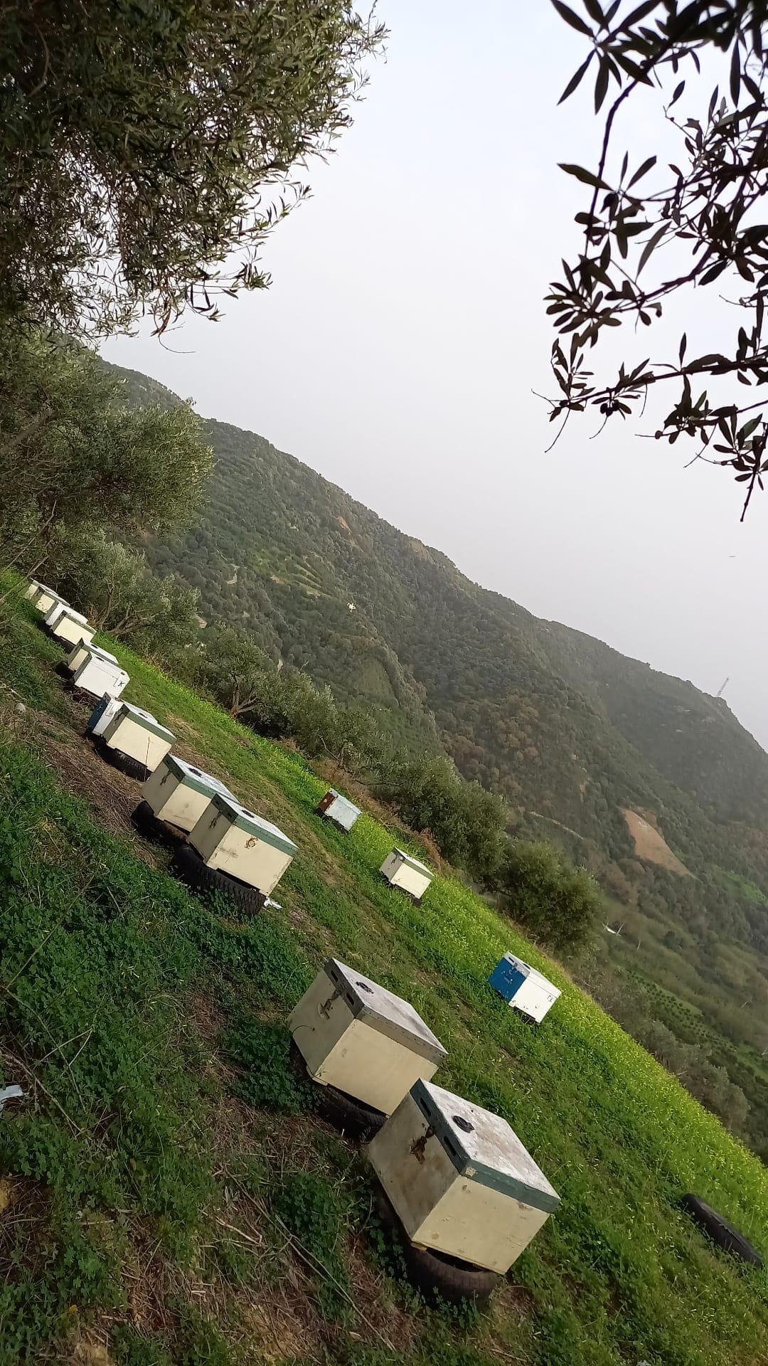 https://olameli.gr/wp-content/uploads/2021/03/152457565_4145160725518213_6909797072444869689_o.jpg