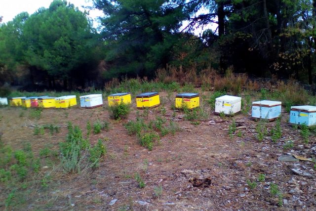 Honey Stories | Γκίτσης Γρηγόρης