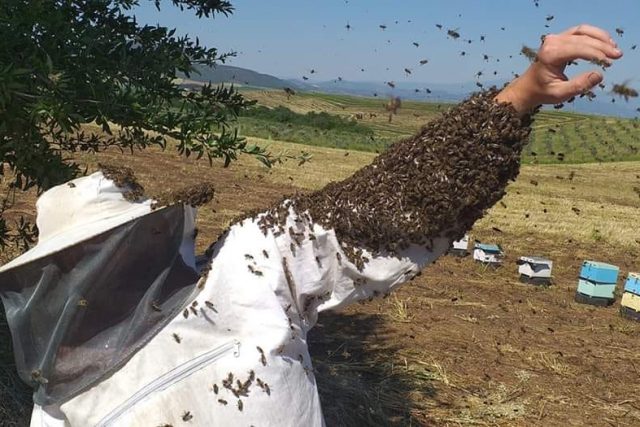 Koletas Bee Farm