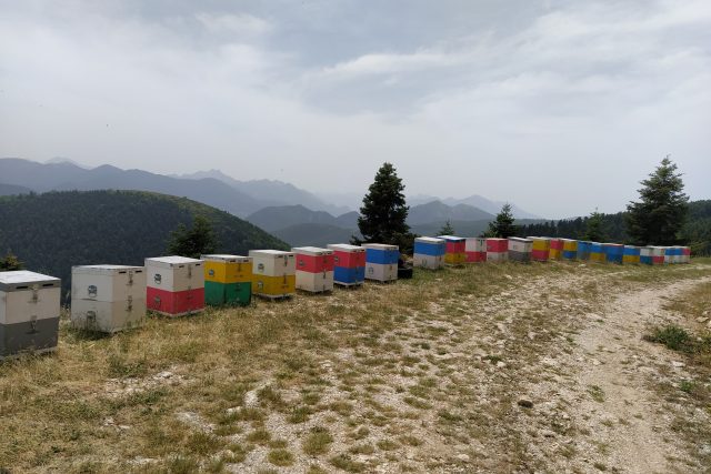 Μελίνα Honey