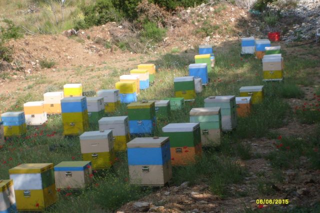 Μελισσοκομία Ραψάνης