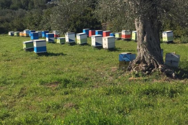 Σταθουλόπουλος Κωνσταντίνος
